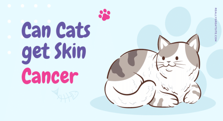 Can Cats get Skin Cancer